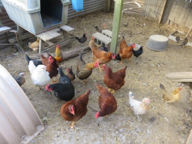 Самой старой курице в мире 21 год: «Арахис любит сидеть у меня на коленях и смотреть телевизор»