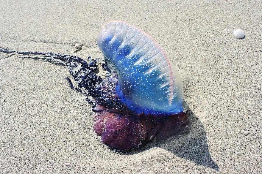 Борьба с ядовитыми медузами на пляжах Испании