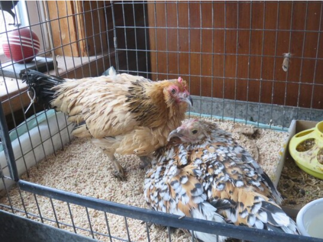 Самой старой курице в мире 21 год: «Арахис любит сидеть у меня на коленях и смотреть телевизор»