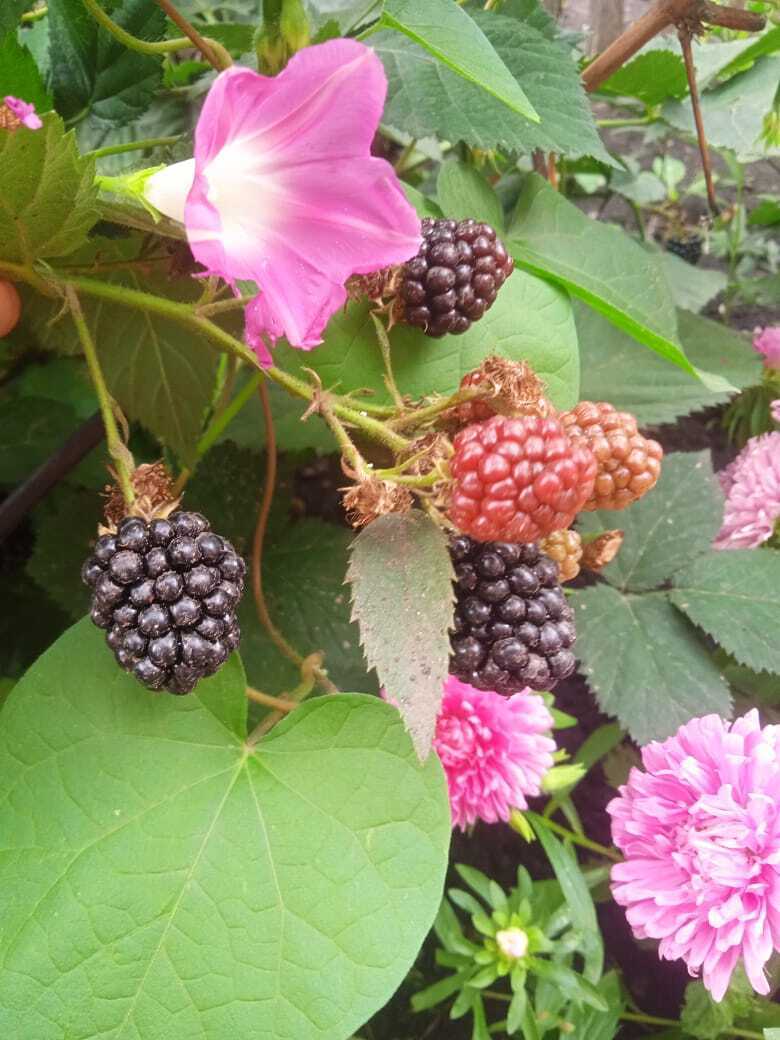 Бесшипная ежевика: моя история знакомства с ягодой, гениальные идеи, рухнувшие планы, богатый урожай сладких крупных ягод