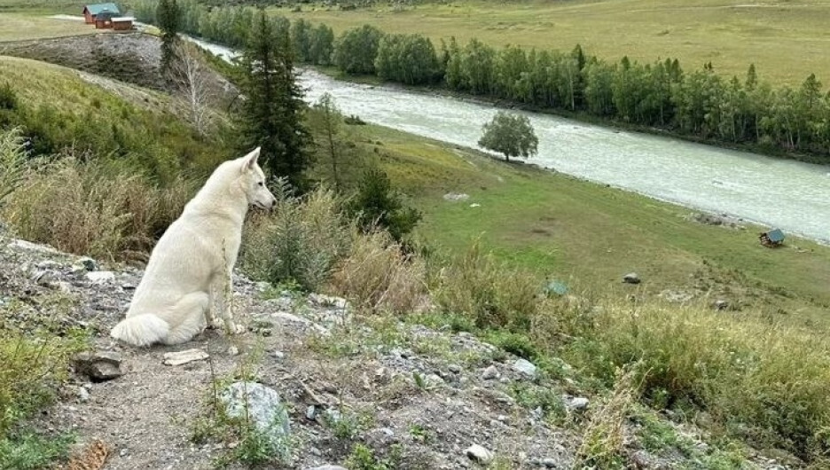 На Алтае тоже есть Хатико