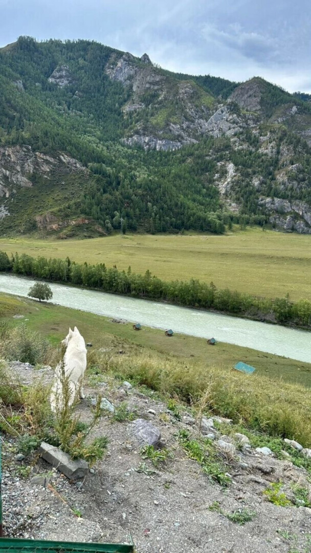 На Алтае тоже есть Хатико