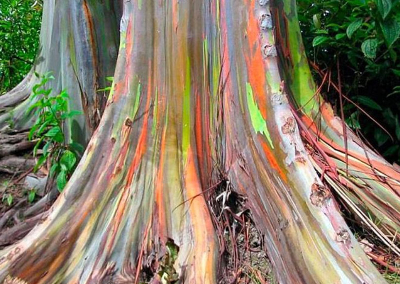 Каждый листочек на дереве уникален