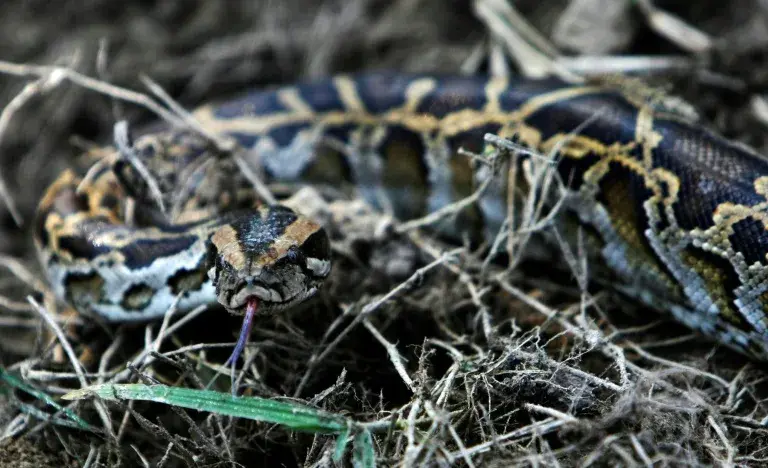 Девять шаровидных питонов обнаружены в Эмсланде за несколько дней .