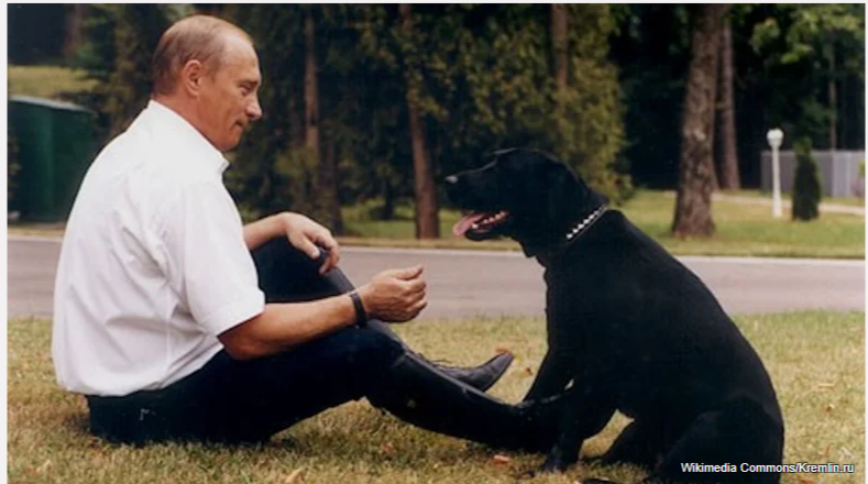 Что случилось со знаменитым чёрным лабрадором Путина Кони?