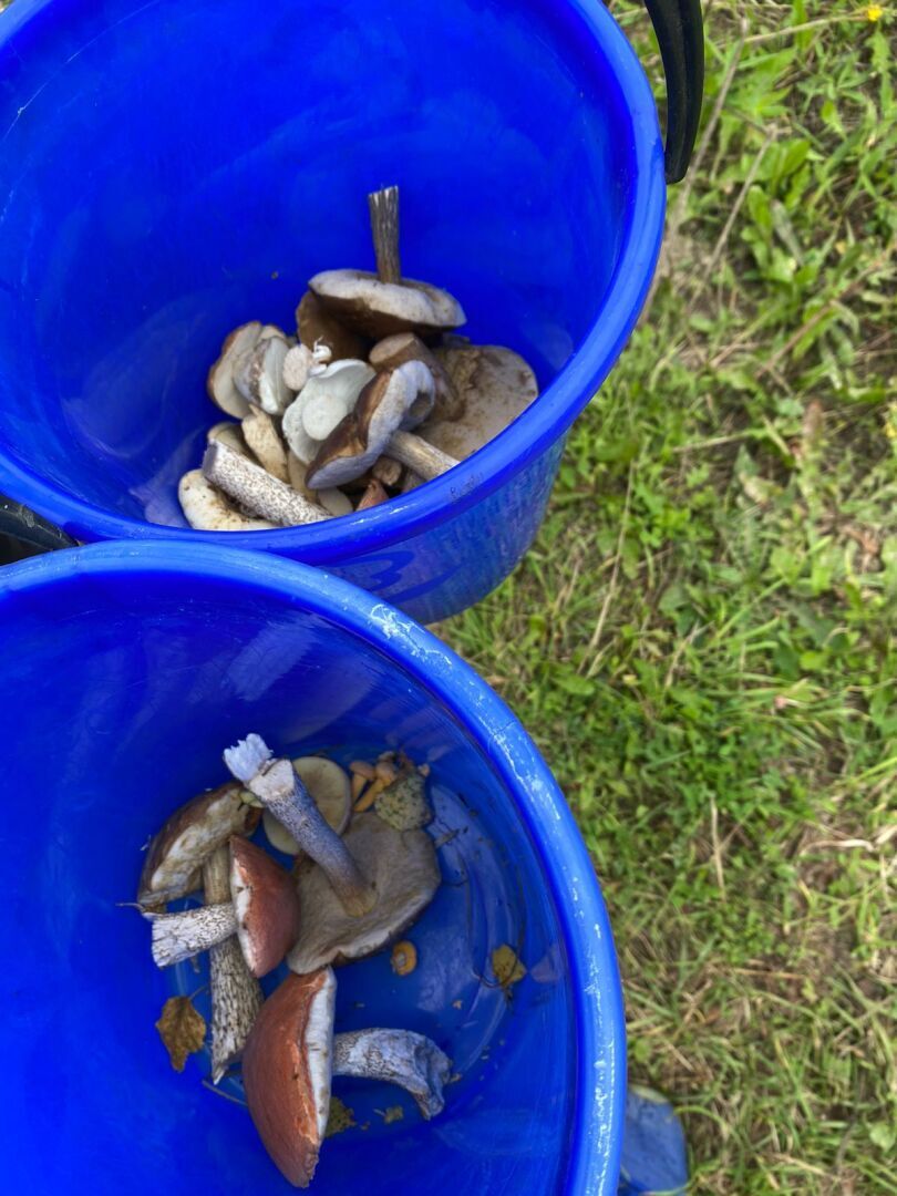 Решили сходить за грибами