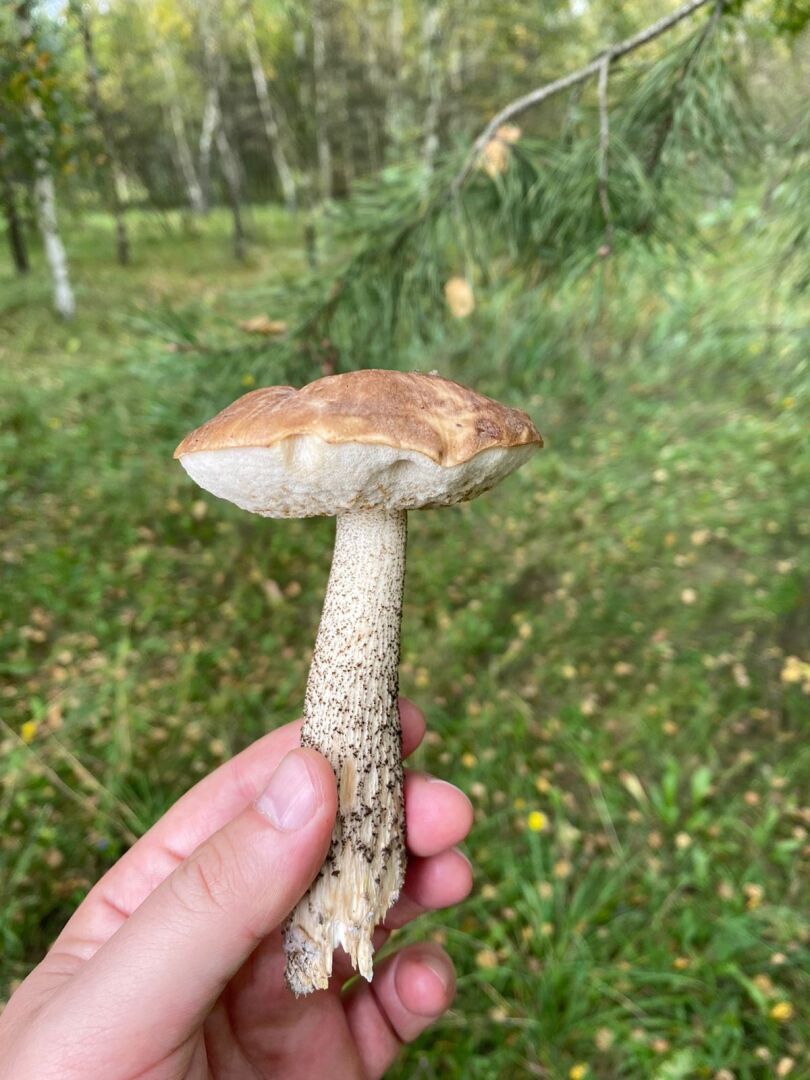 Решили сходить за грибами