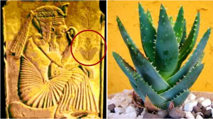 Правда об алоэ вера: почему древние египтяне называли его «растением бессмертия»