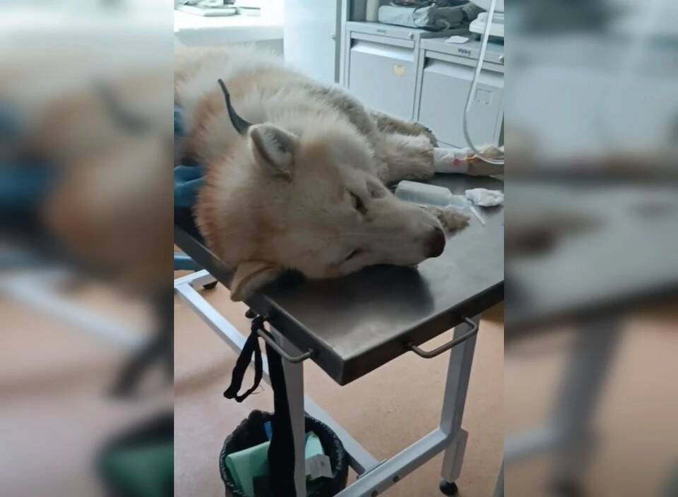 История с плохой концовкой об избитой молотком собаке в Якутии