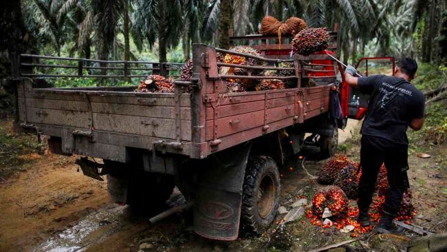 Индонезия и Малайзия продвигают биотопливо, чтобы компенсировать спад цен на пальмовое масло