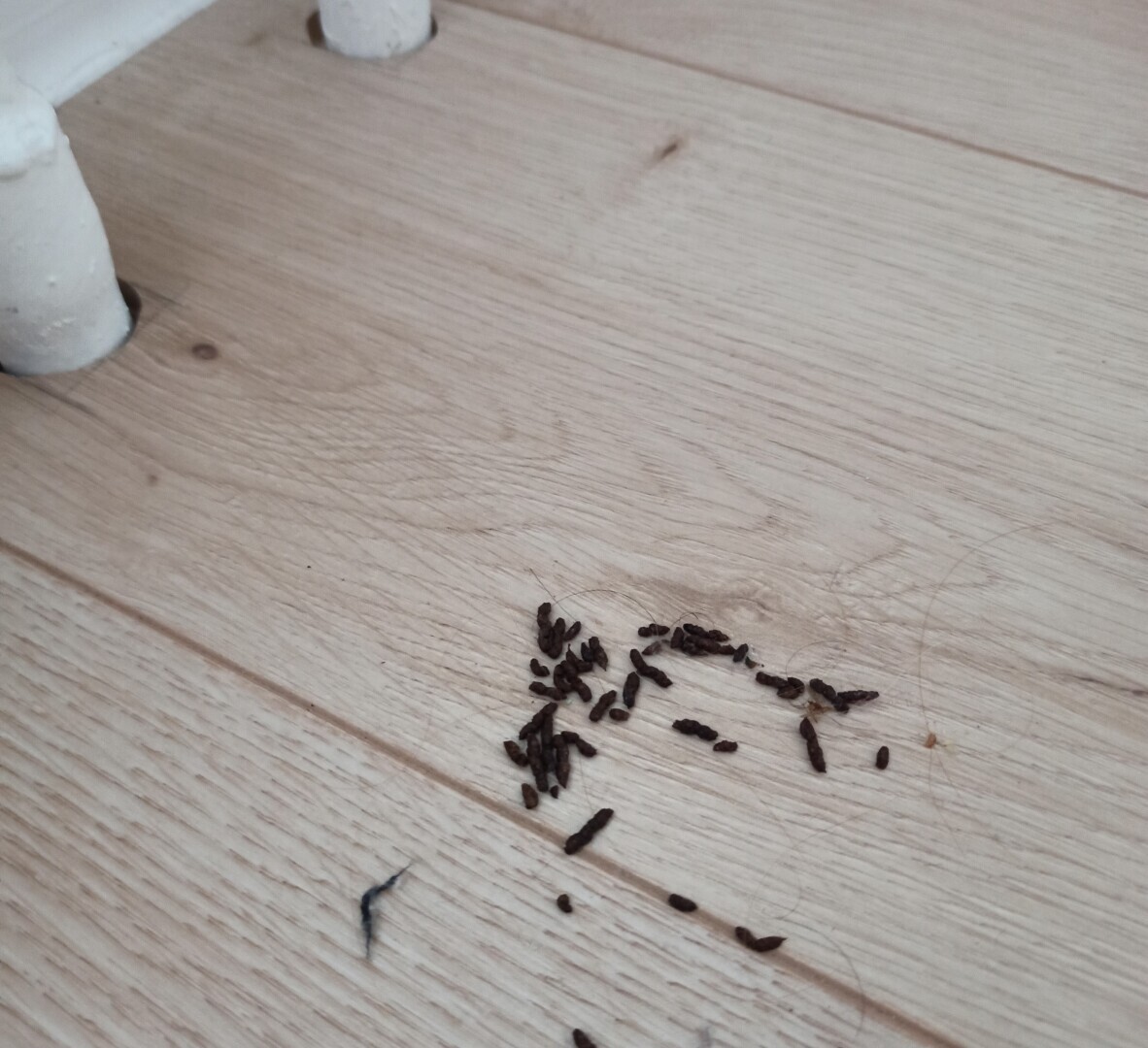 Ужас на крыльях ночи пил нашу кровь 2 недели