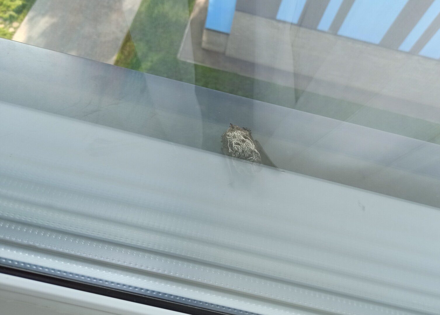 Ужас на крыльях ночи пил нашу кровь 2 недели