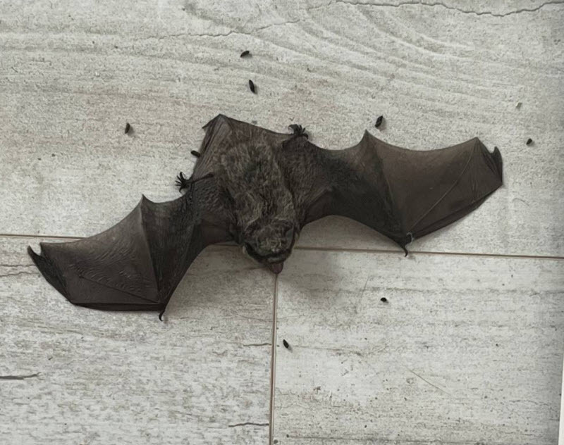 Ужас на крыльях ночи пил нашу кровь 2 недели