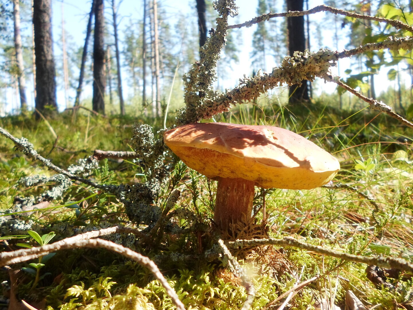 Магия грибных лесов: Поиск сокровищ летом.