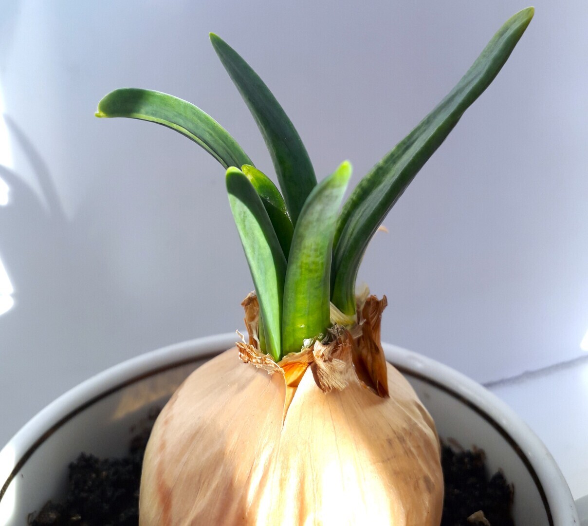 6 экстремальных способа экономить деньги на коммуналке и продуктах. Трачу 400 рублей в день