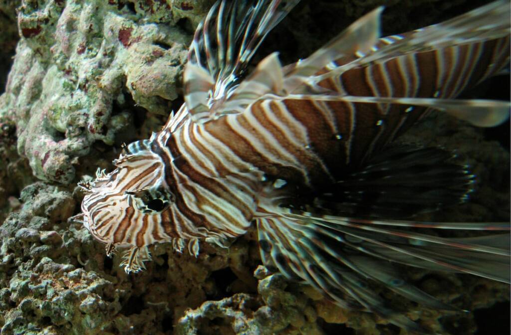 Ученые предупреждают, что инвазивные вредители наносят ошеломляющий урон обществу