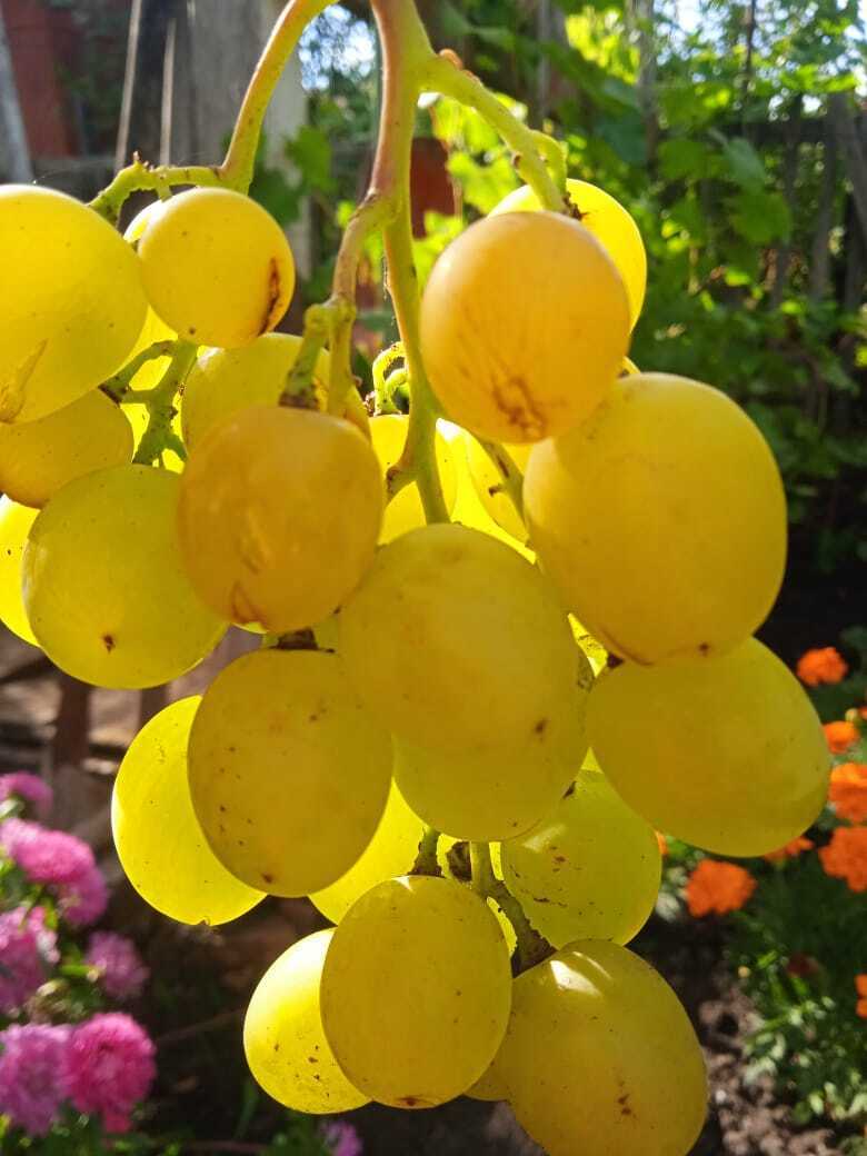 Мои первые шаги в выращивании винограда: любимые сорта винограда, мои секреты выращивания южной ягоды