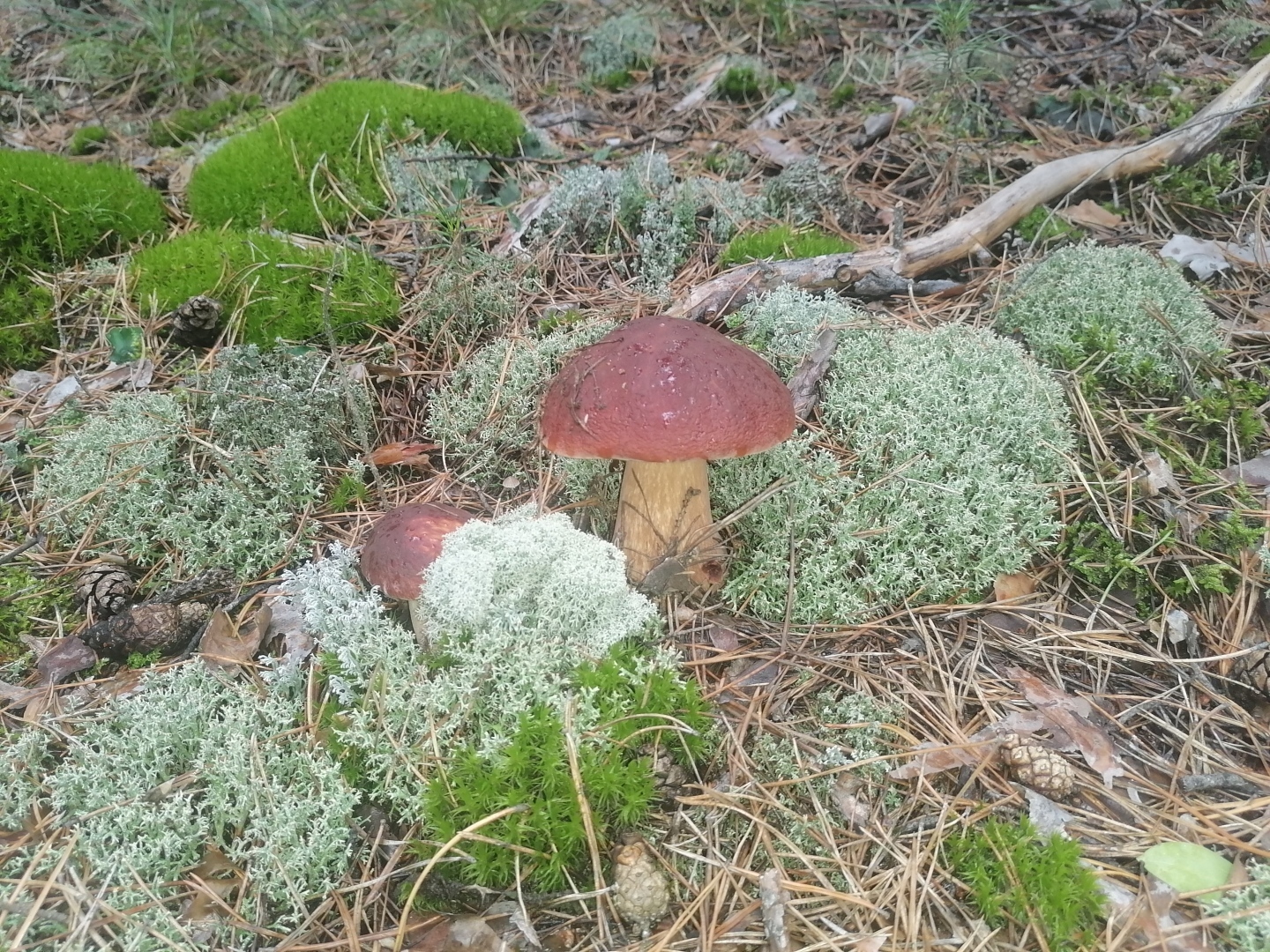 Где лучше жить пенсионерам: в городе или деревне