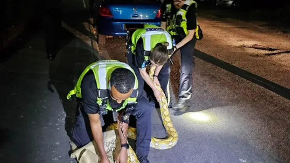 Полиция поймала на улице 12-футового питона