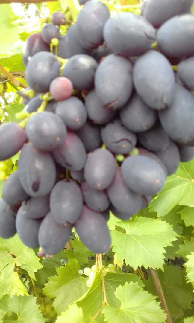 Преображение моей дачи: как из шести соток создать райский плодоносящий сад и цветущий уголок, делюсь своим опытом.