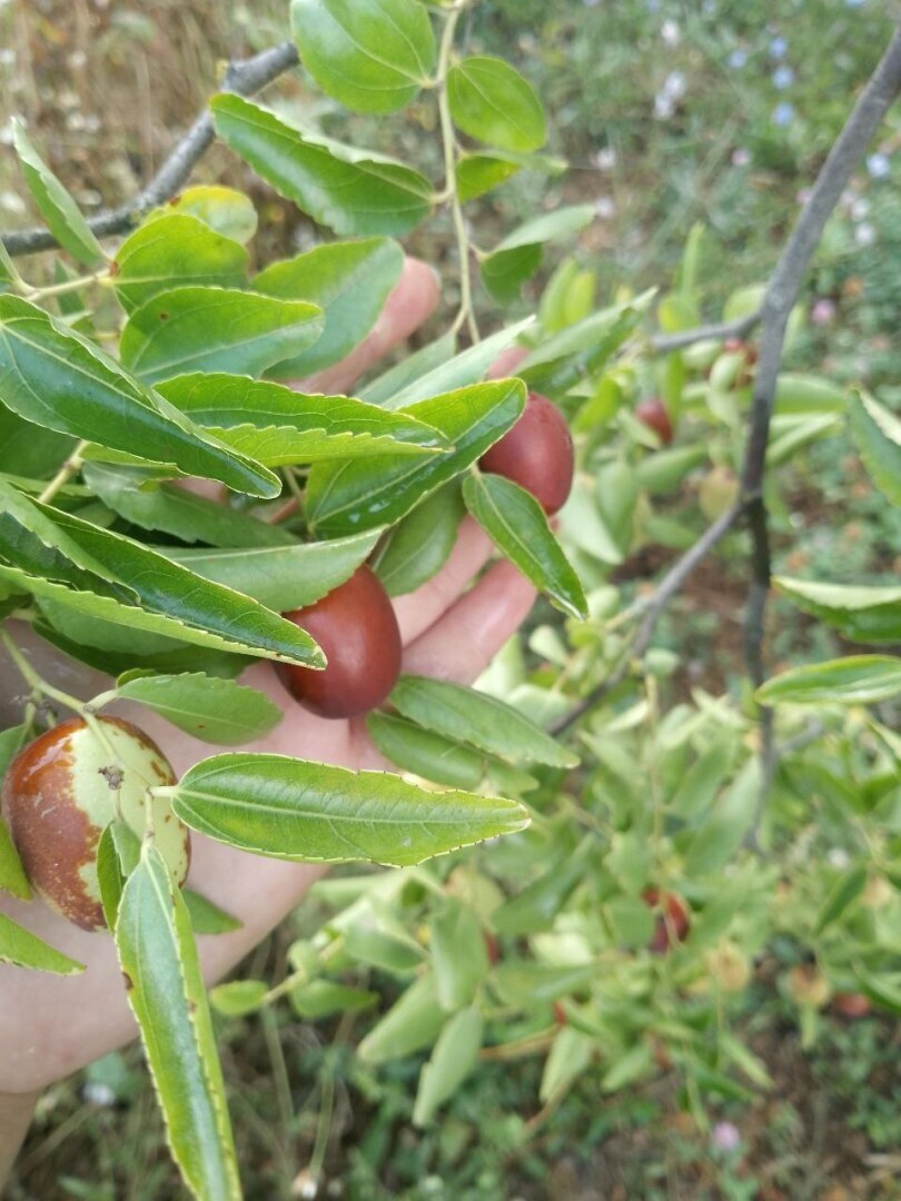 "Ягода унаби: сокровищница витаминов и польза для здоровья"