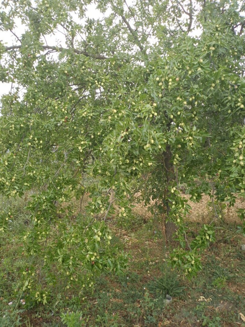 "Ягода унаби: сокровищница витаминов и польза для здоровья"