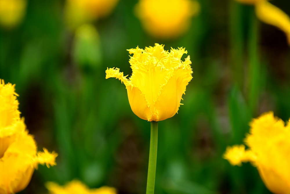 Все дороги ведут в райский Сад. Крым. Никитский ботанический