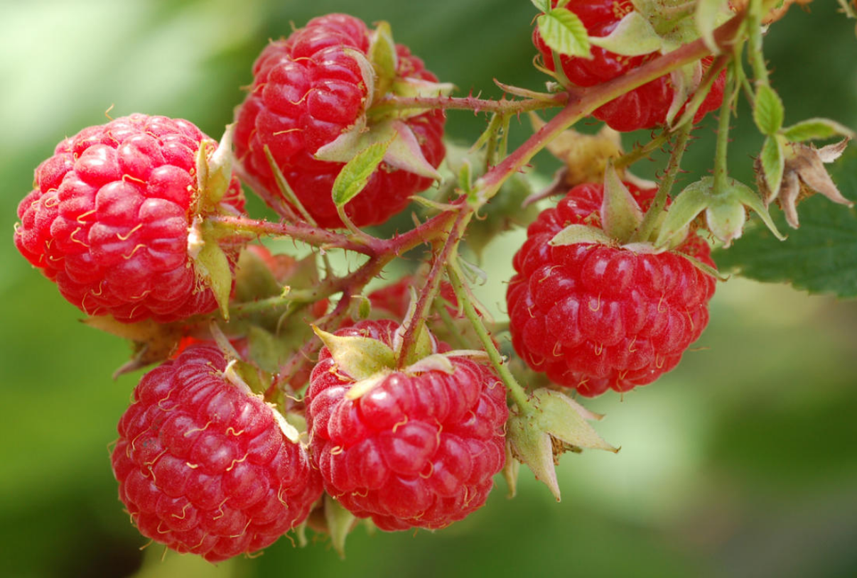 Про ягодку малинку. Малина Нектарная Малино-поляничный гибрид. Малина Rubus idaeus. Малина семейство Розоцветные. Малина обыкновенная (Rubus idaeus).