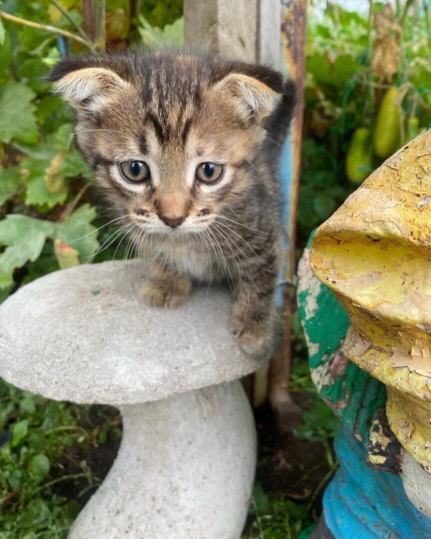 Кошачий бум: почему люди заводят кошек, а не собак. Не могут прокормить?
