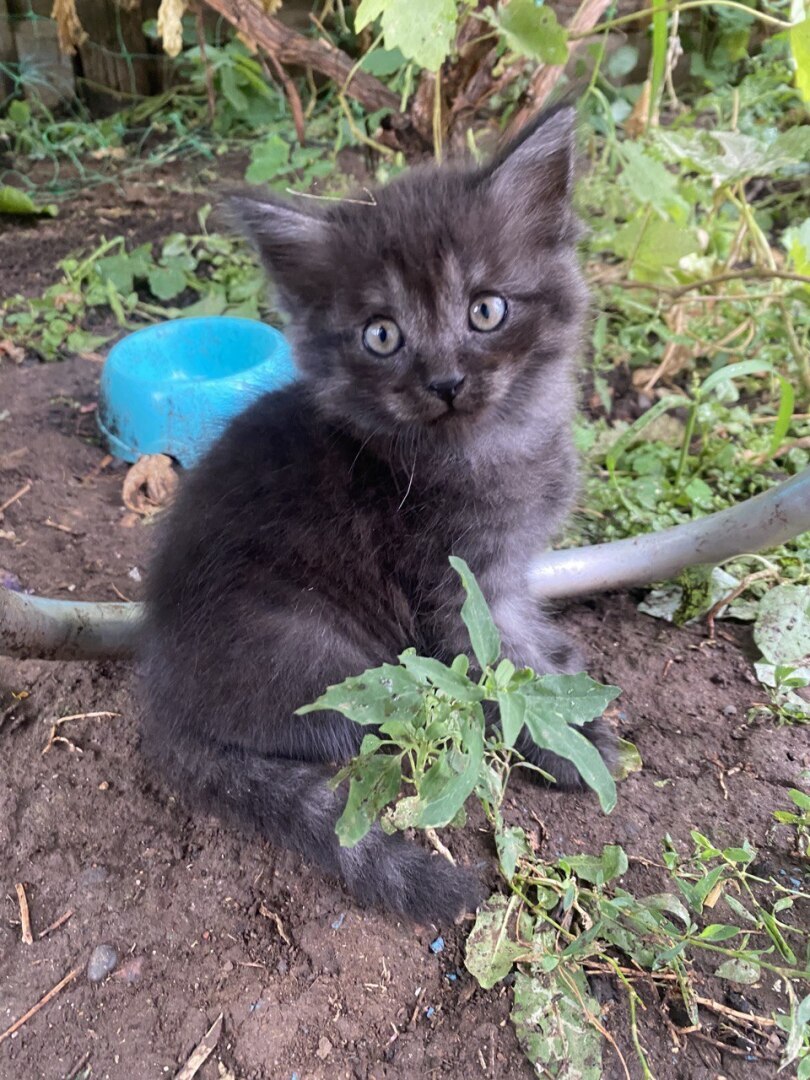 Кошачий бум: почему люди заводят кошек, а не собак. Не могут прокормить?
