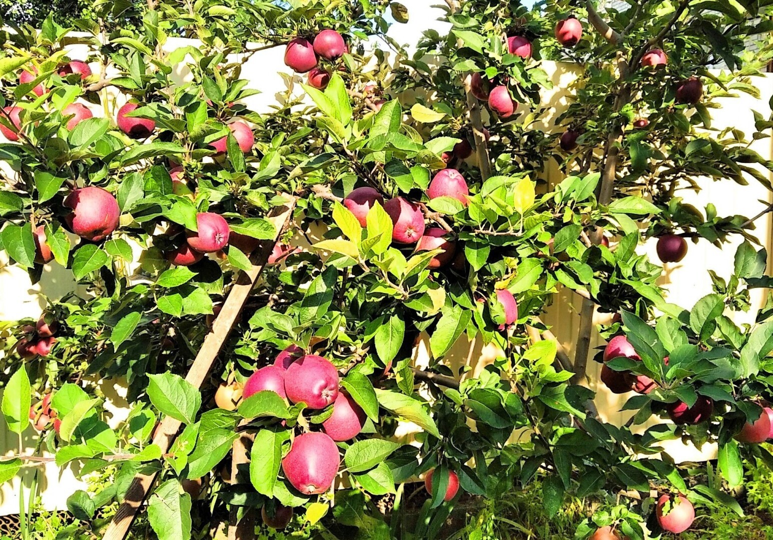 Куда девать груши, которые не скушать?