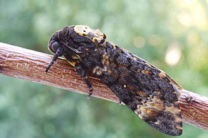 Несколько мистических поверий о бабочке Бражник (Мертвая голова): как она прилетела прямо на моё крылечко. Бабочка Мертвая Голова - пищит (видео)