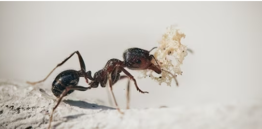 С научной точки зрения. Выявляем рак с помощью детективов по насекомым