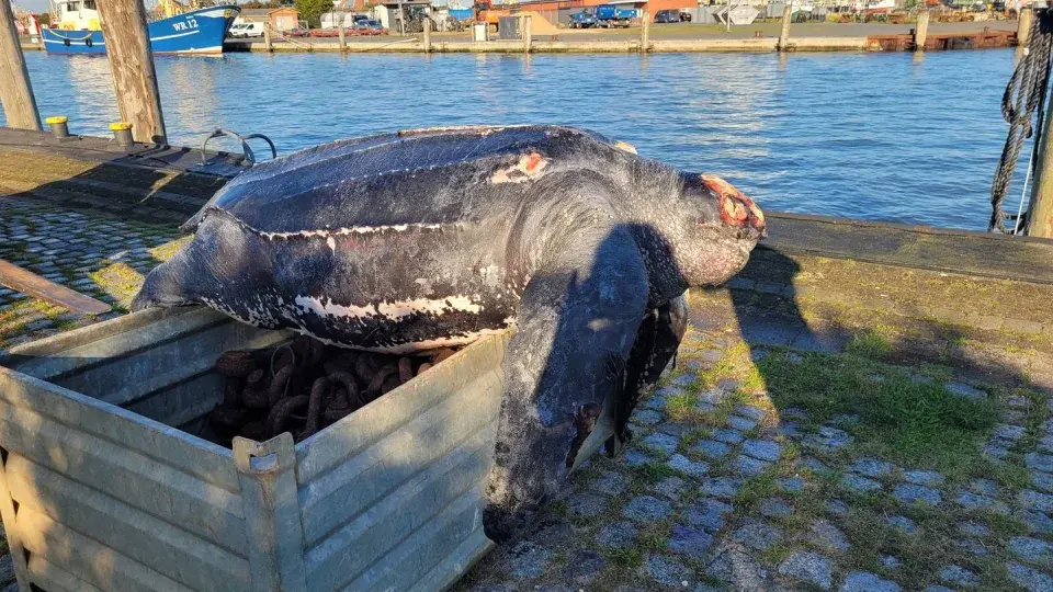 В Северном море нашли черепаху Мертвого моря