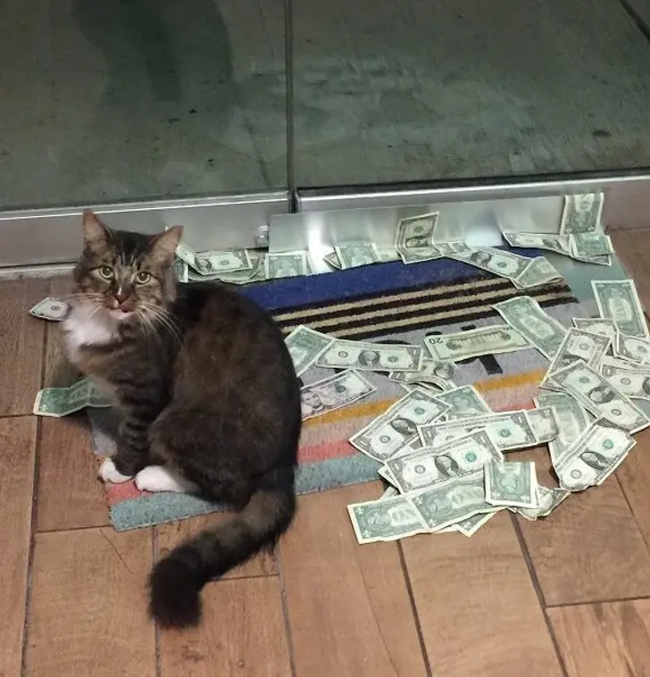 Тайна кота: вдруг возле него начали появляться деньги? Оказалось, у пушистика был секрет.