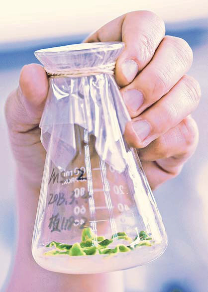 Растения вместо мышей.