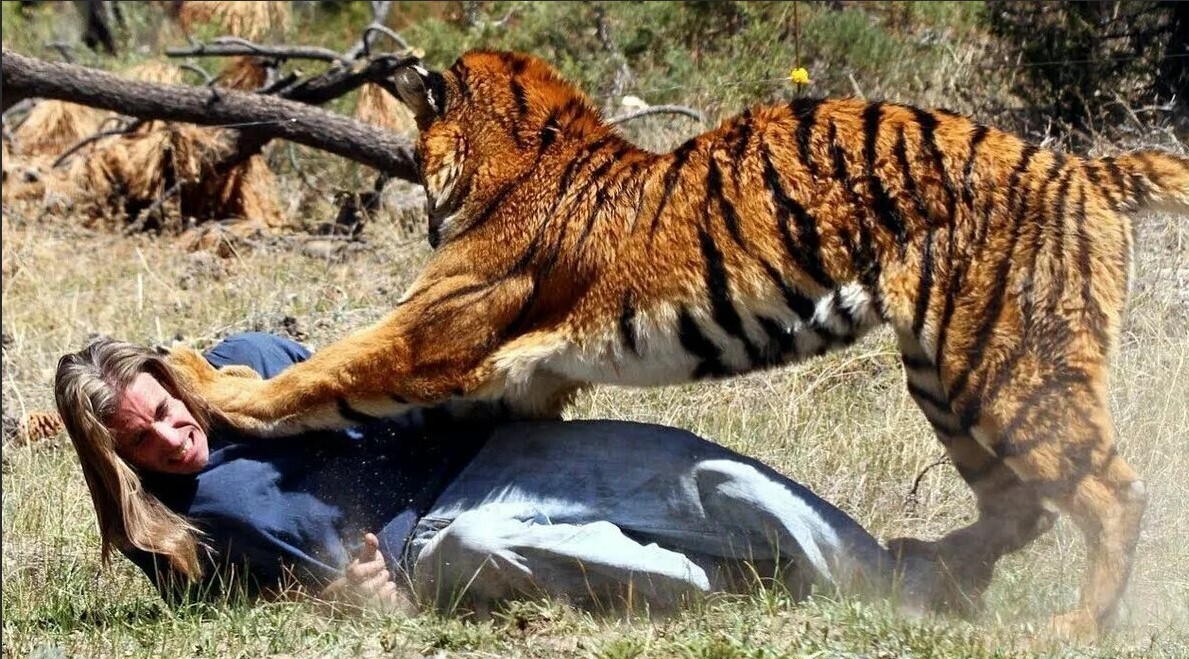 Опасные Домашние Животные: Когда Пушистые Могут Стать Угрозой