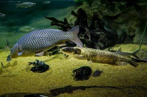 Рыба - разнообразная и удивительная группа живых организмов