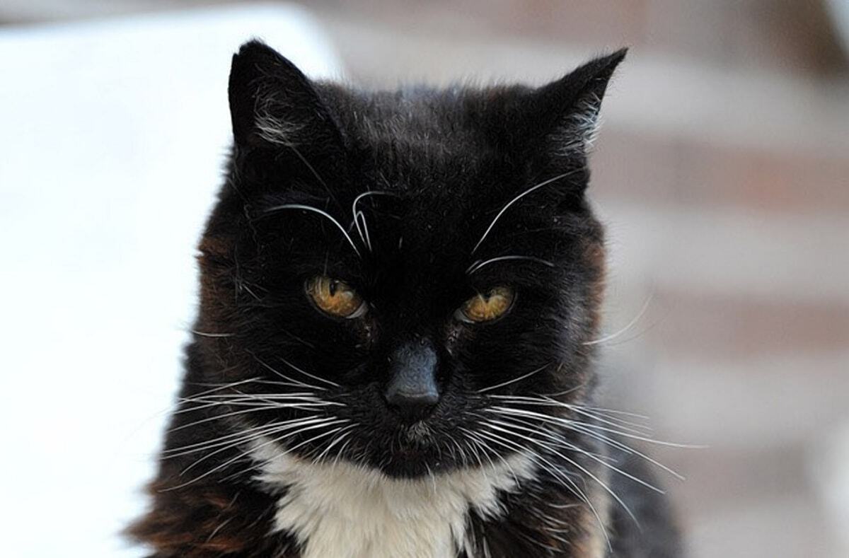 Кошка Creme Puff - рекордсмен по продолжительности жизни