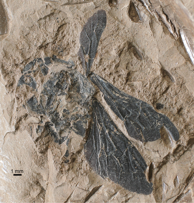 А пушистый шмель на душистый хмель...