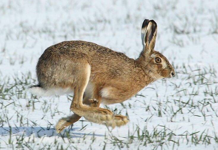 Кролики – это не только ценный мех... и чем они отличаются от зайцев. Талисман 2023 года
