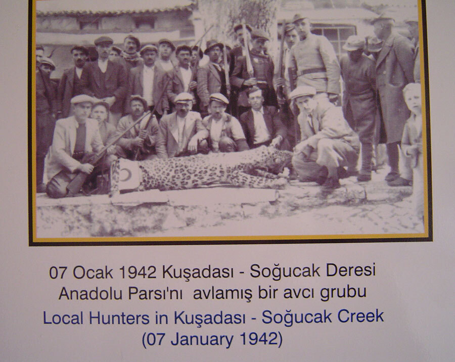 Анатолийский леопард вернулся к жизни. Гигантский кот 1 лира 12г.