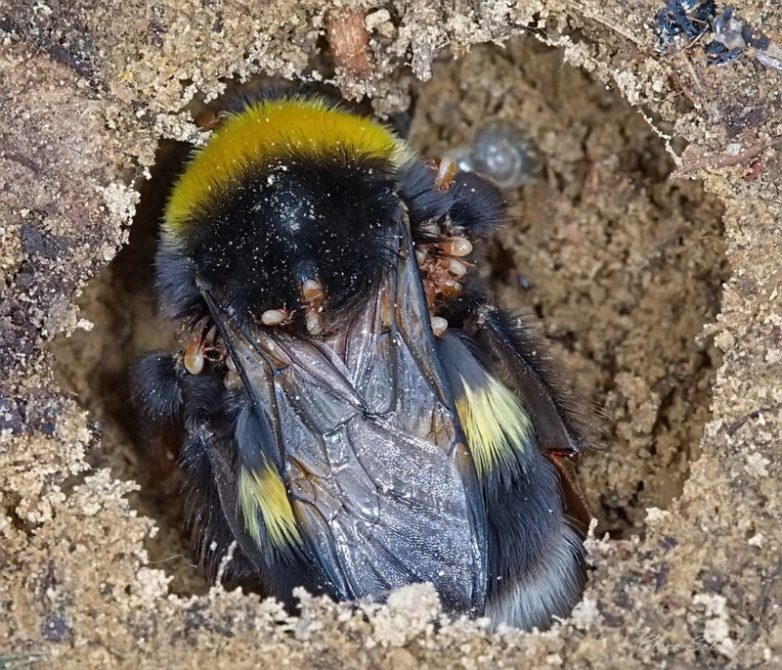 А пушистый шмель на душистый хмель...