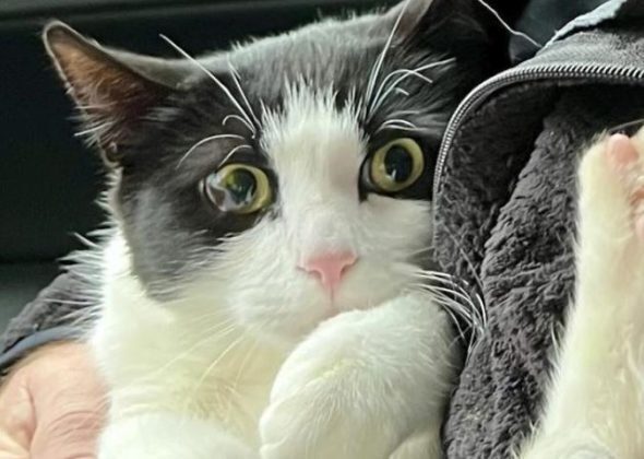 Пропавший кот Лео нашел хозяев почти через месяц после исчезновения во время наводнения на Аляске