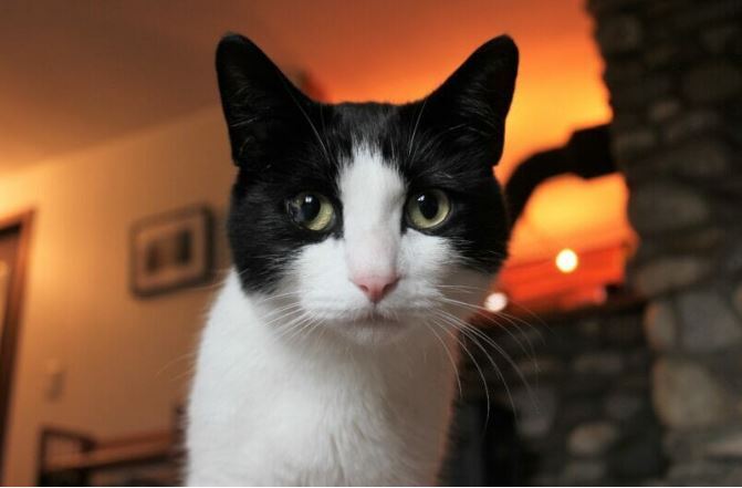 Пропавший кот Лео нашел хозяев почти через месяц после исчезновения во время наводнения на Аляске