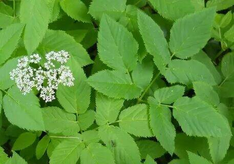 Сныть, повелика, борщевик - как можно избавиться от них?