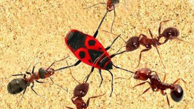 Мистические насекомые завладели Нью-Йорком и угрожают Европе: Библейская чума? Что будет с Европой и США после столкновения с ужасом? Конец близок?