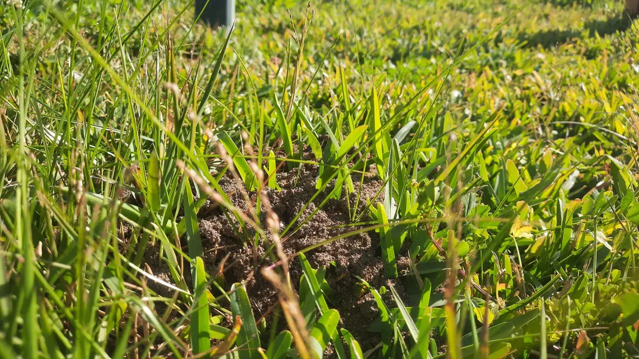 ‘Мы знали, что этот день настанет’: один из самых инвазивных видов в мире достигает Европы Кэти Хант