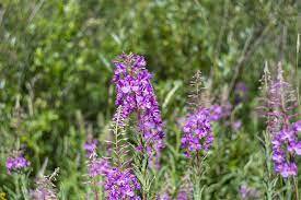 Удивительные травы, ягоды, коренья.