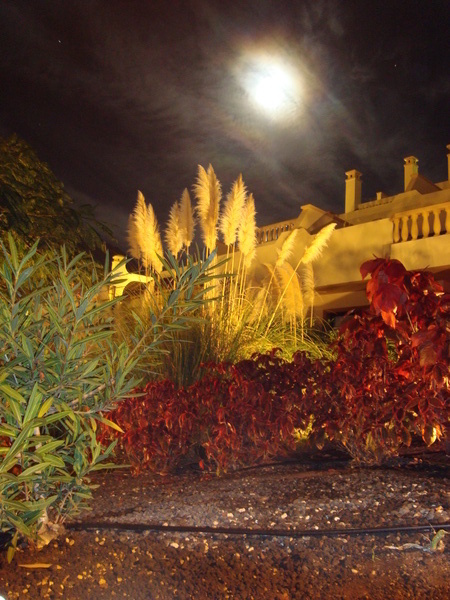 Тенерифе. Канары (Мои путешествия)